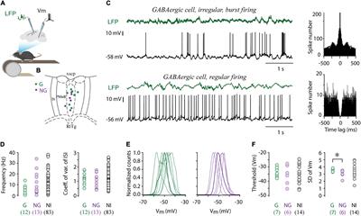 Activity and Coupling to Hippocampal Oscillations of Median Raphe GABAergic Cells in Awake Mice